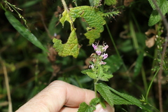 Teucrium argutum