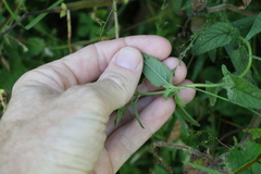 Teucrium argutum