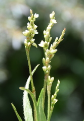 Persicaria subsessilis
