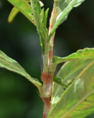 Persicaria subsessilis