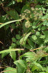 Bupleurum sachalinense