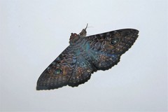 Speiredonia