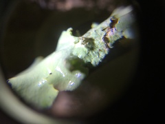 Ascomycota
