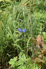 Gentiana triflora