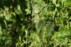 Urtica incisa