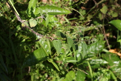 Urtica incisa
