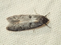 Palimmeces hemiphanes