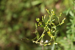 Senecio bipinnatisectus