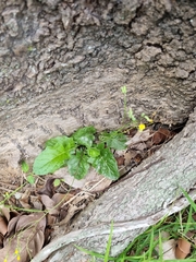 Youngia japonica