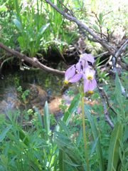 Dodecatheon