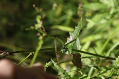 Senecio bipinnatisectus