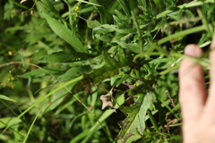 Senecio bipinnatisectus