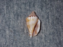 Canarium microurceum