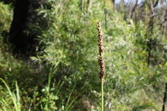Carex declinata