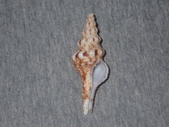 Marmorofusus nicobaricus