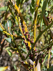 Pilostyles hamiltonii