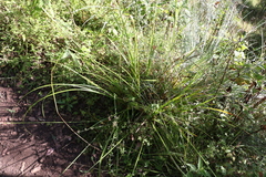 Carex declinata