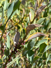 Pilostyles hamiltonii