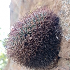 Mammillaria wagneriana