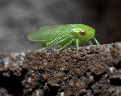 Hyalojassini
