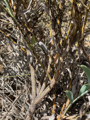 Pilostyles hamiltonii