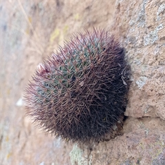 Mammillaria wagneriana