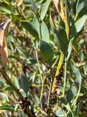 Pilostyles hamiltonii