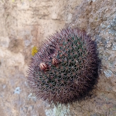 Mammillaria wagneriana