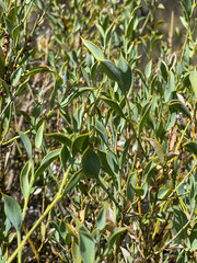 Pilostyles hamiltonii