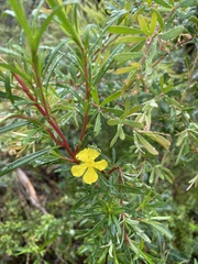 Hibbertia salicifolia