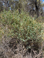 Pilostyles hamiltonii