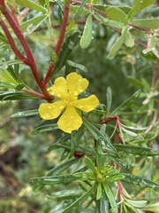 Hibbertia salicifolia