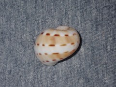 Naticarius alapapilionis