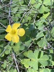 Oxalis californica