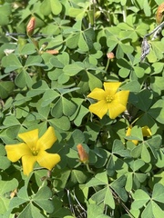 Oxalis californica