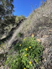 Oxalis californica