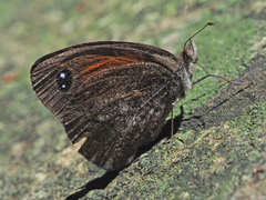 Stygionympha scotina