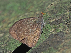 Stygionympha scotina