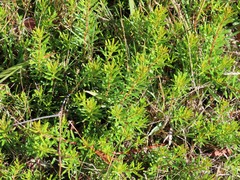 Persoonia chamaepeuce