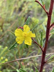 Hibbertia salicifolia