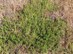 Persoonia chamaepeuce