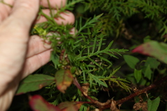 Senecio bipinnatisectus