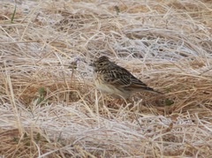 Alauda arvensis japonica