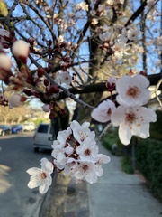 Prunus cerasifera