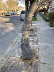 Prunus cerasifera
