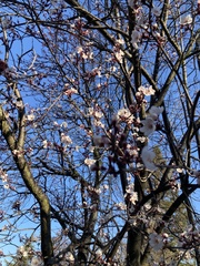 Prunus cerasifera