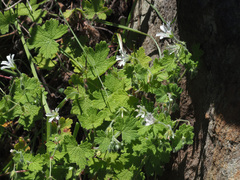 Geranium wakkerstroomianum