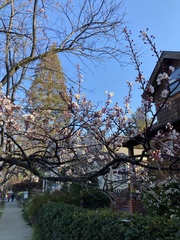 Prunus cerasifera