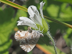 Geranium wakkerstroomianum