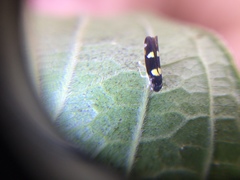 Hemiptera